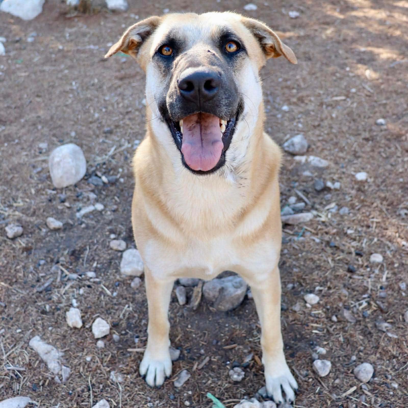 Enlarge HollyBerry, a Adoptable mixed breed in Cincinnati, OH image 5/5