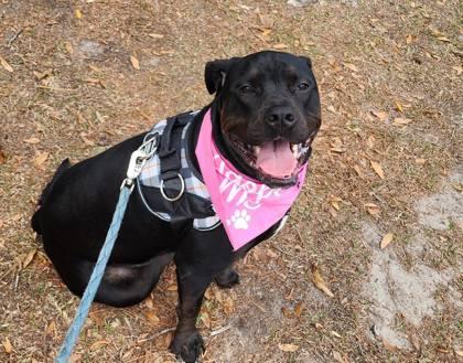 French Fry, Adoptable, Puppy Female Labrador Retriever & Mixed Breed.