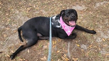Enlarge French Fry, a Adoptable mixed breed in Savannah, GA image 2/3