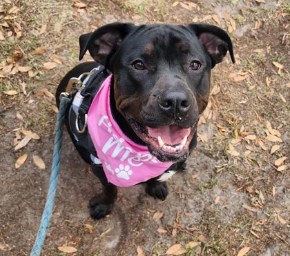 Enlarge French Fry, a Adoptable mixed breed in Savannah, GA image 3/3