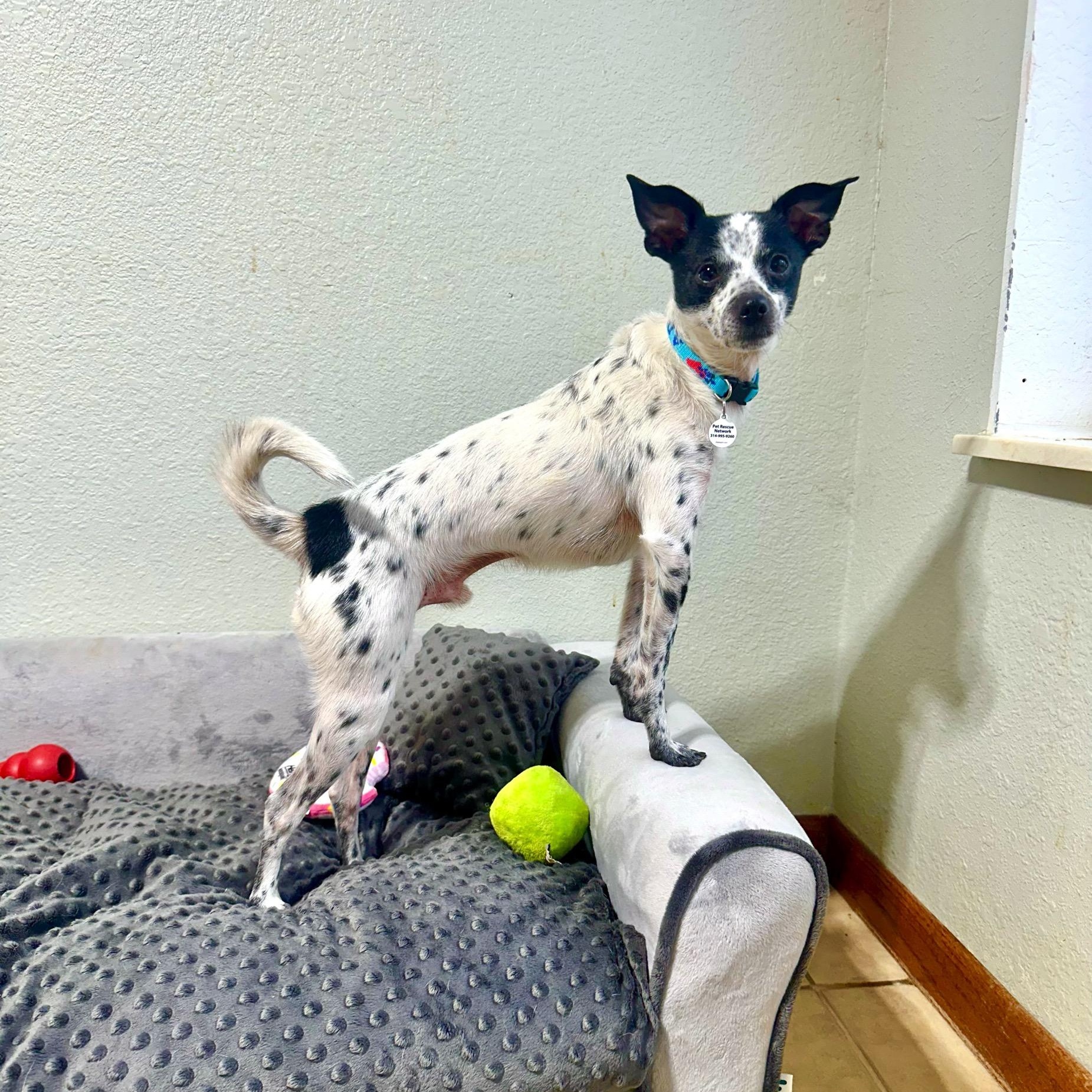 Enlarge Dakota, a Adoptable mixed breed in High Ridge, MO image 4/5