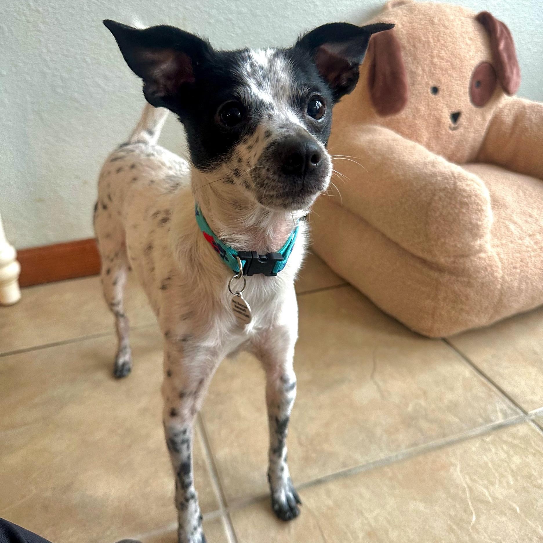 Enlarge Dakota, a Adoptable mixed breed in High Ridge, MO image 2/5