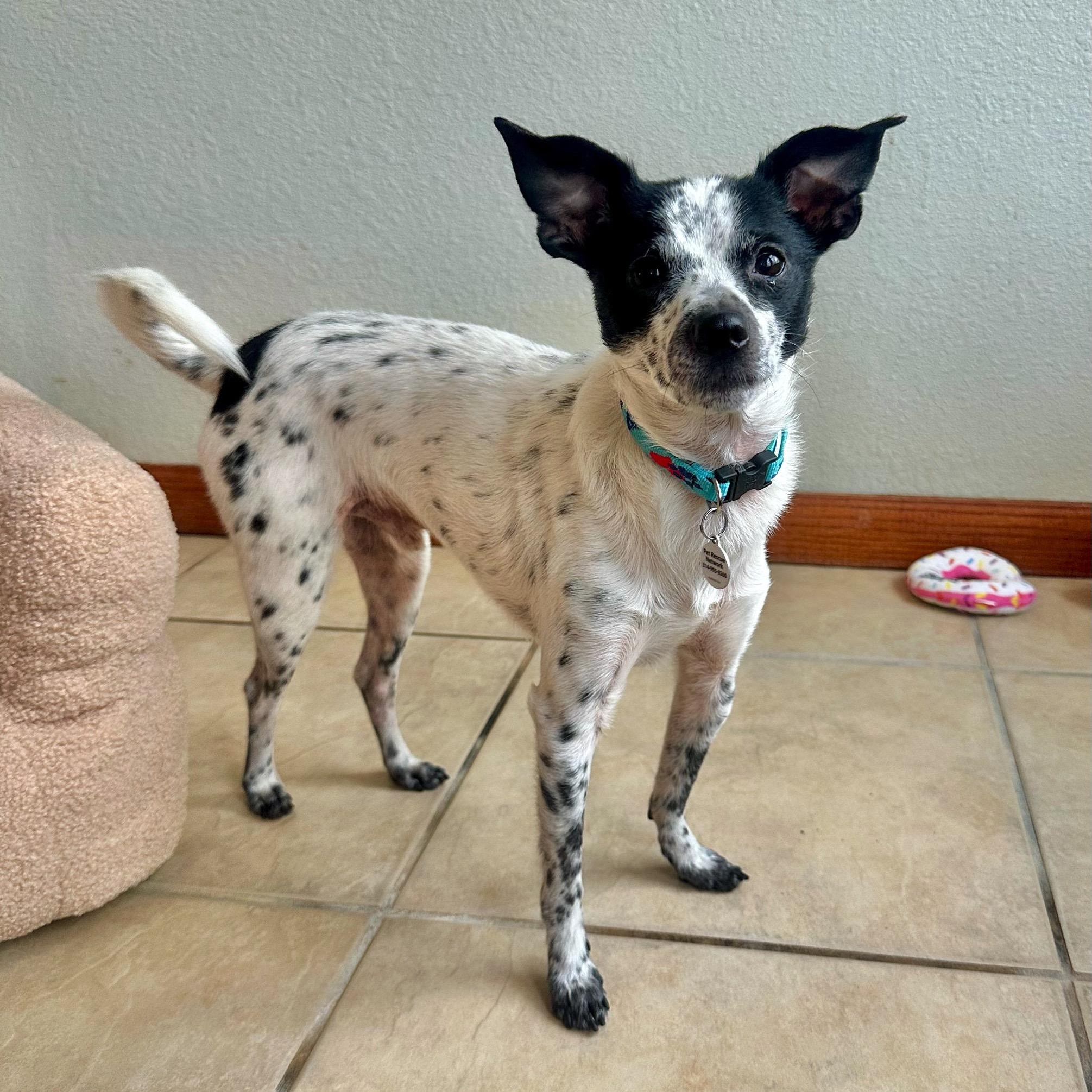 Dakota, Adoptable, Young Male Rat Terrier & Jack Russell Terrier.