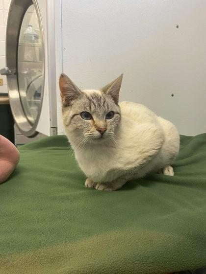 Crumble, Adoptable, Adult Male Domestic Short Hair & Domestic Short Hair.