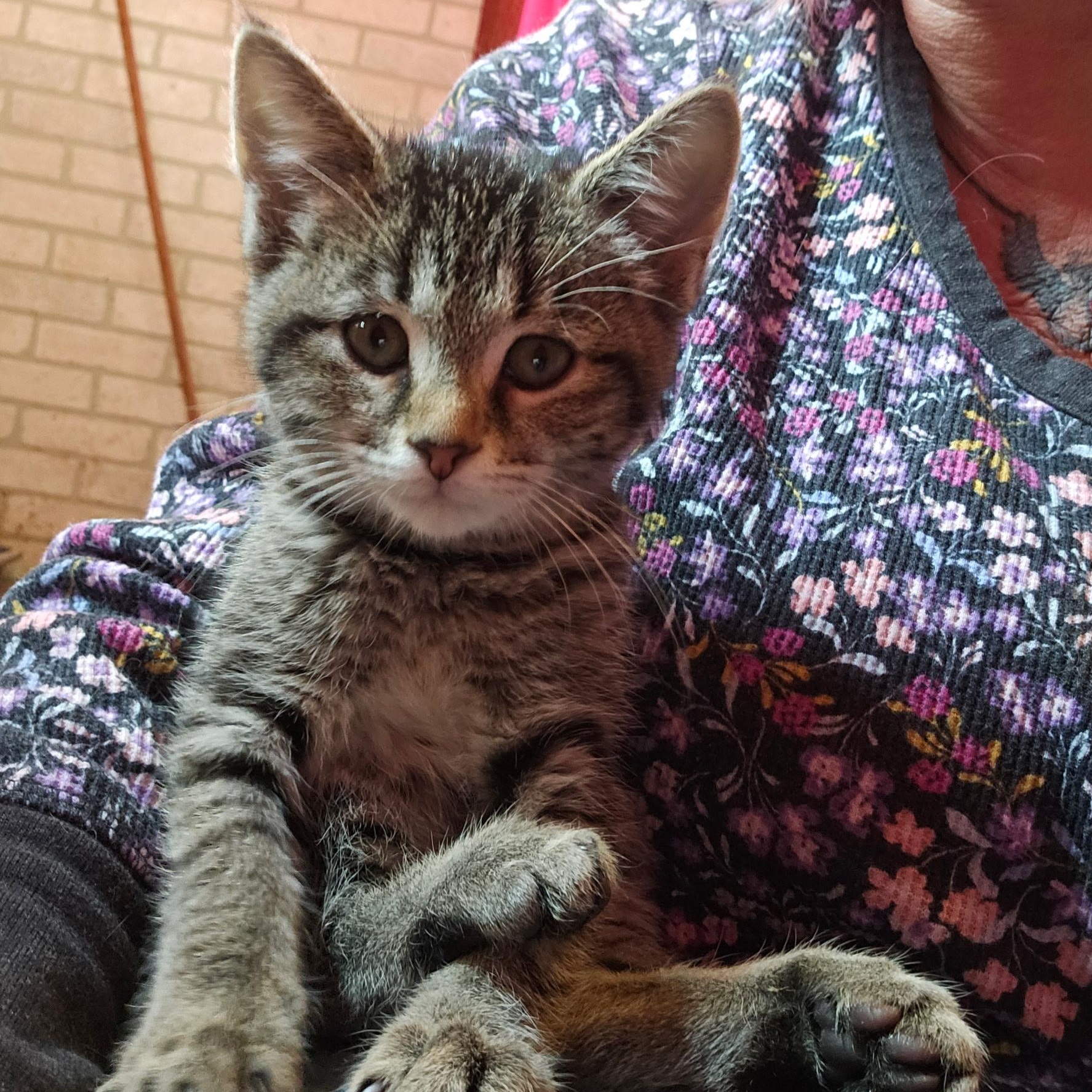 Daisy, Adoptable, Kitten Female Domestic Short Hair.