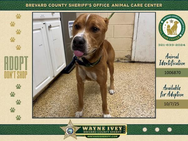 Benson, a Adoptable mixed breed in Melbourne, FL image 1/2