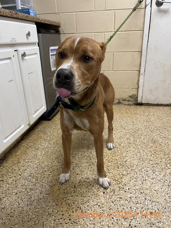 Benson, a Adoptable mixed breed in Melbourne, FL image 2/2