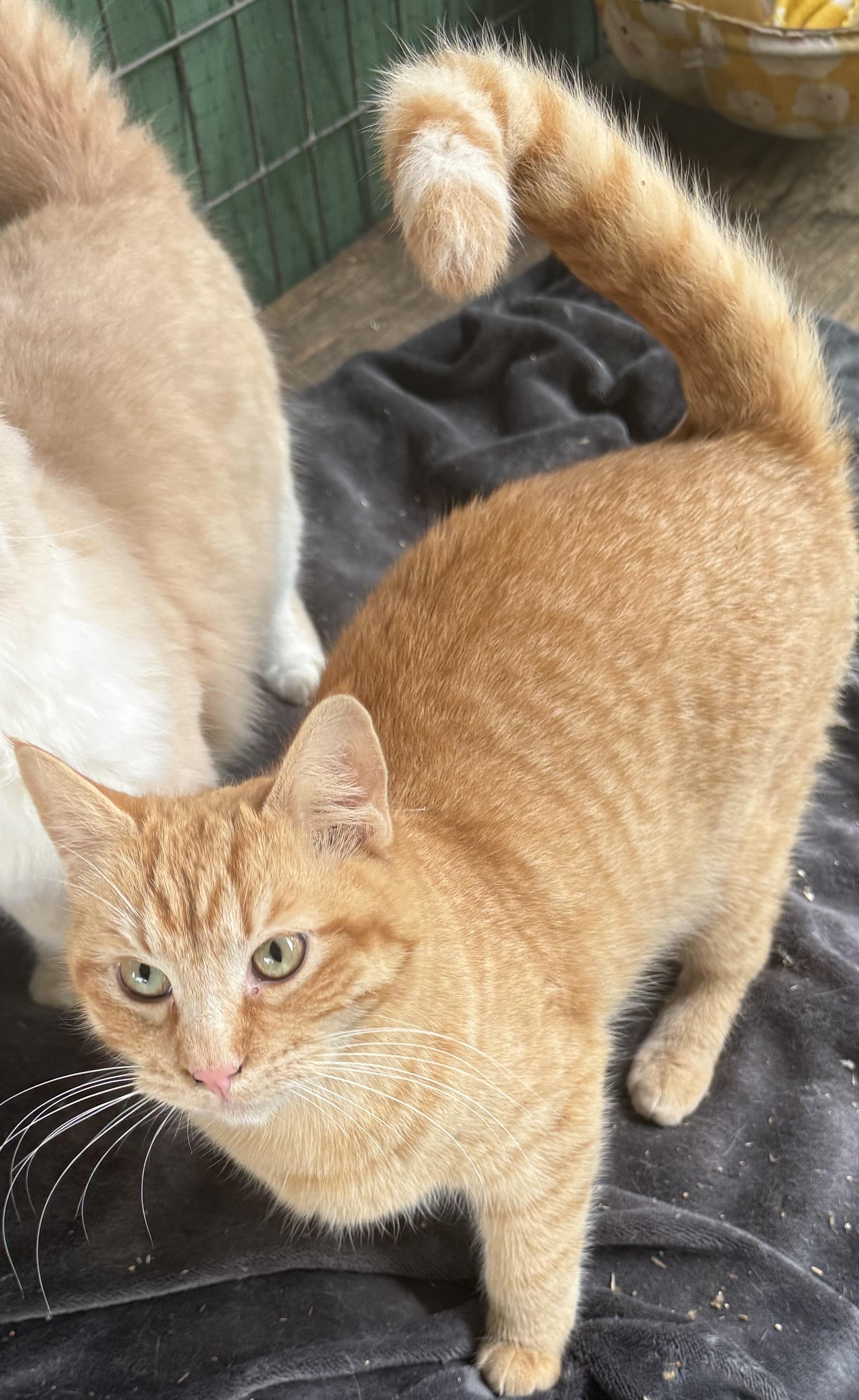 Enlarge Tangerine, a ADOPTABLE Domestic Short Hair in Dunnigan, CA image 2/3