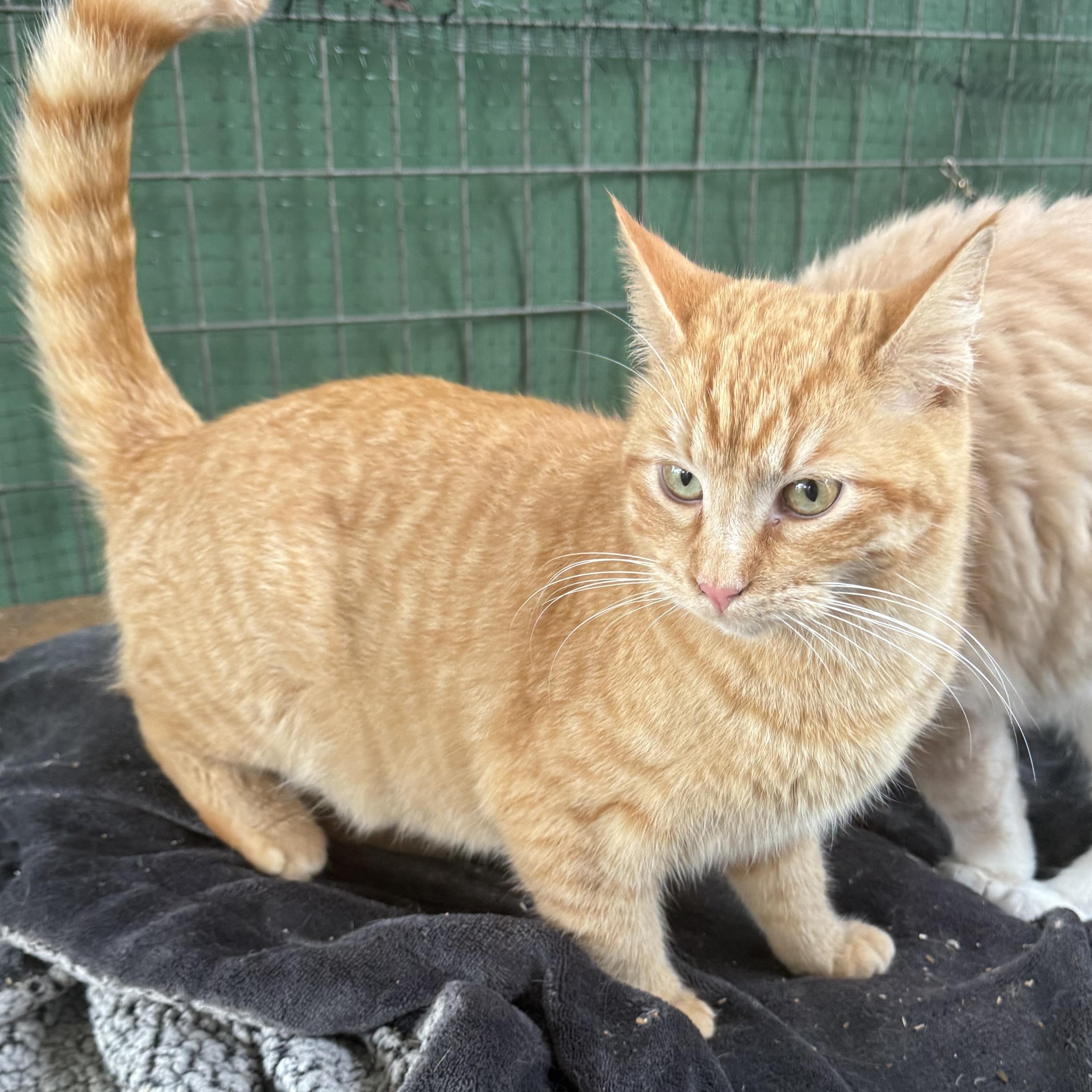Enlarge Tangerine, a ADOPTABLE Domestic Short Hair in Dunnigan, CA image 3/3