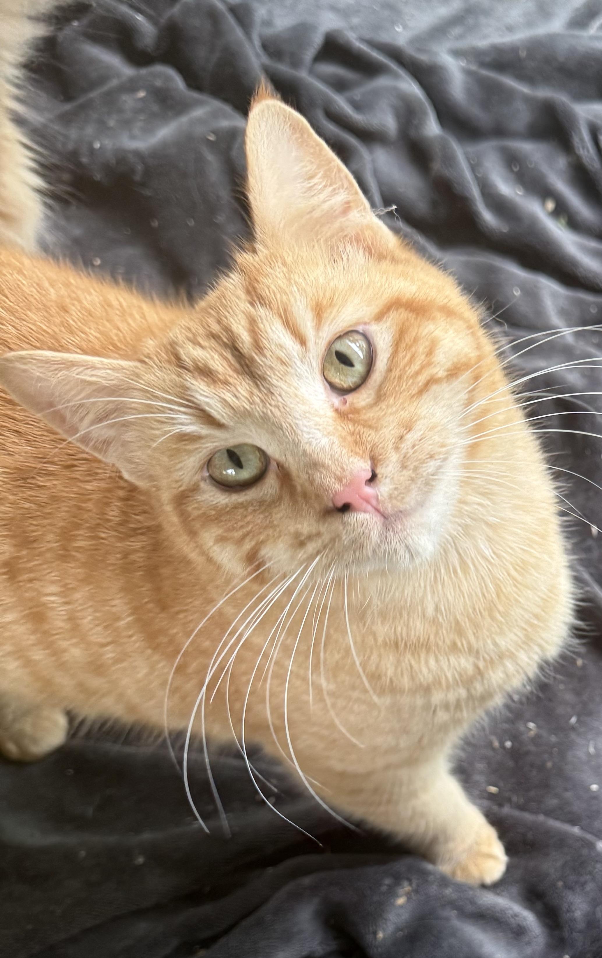 Enlarge Tangerine, a ADOPTABLE Domestic Short Hair in Dunnigan, CA image 1/3