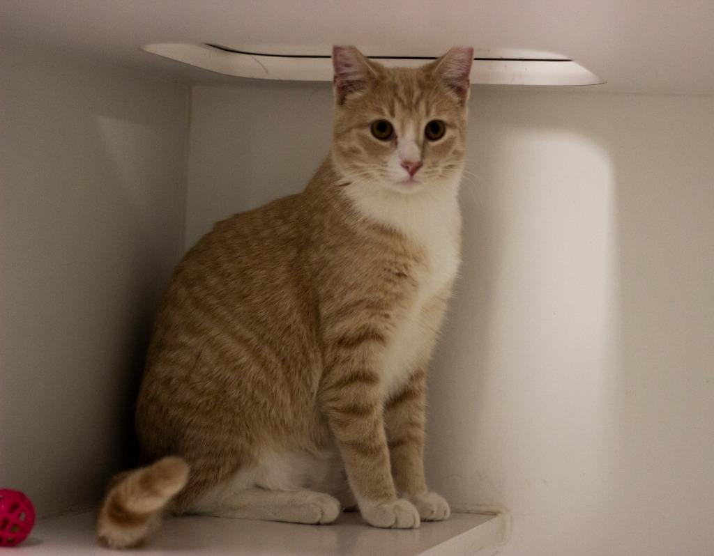 Enlarge Weasley, a Adoptable mixed breed in Prairie du Chien, WI image 4/4