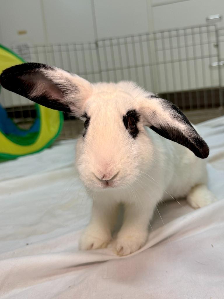 Bodega, Adoptable, Young Female Mini Lop.