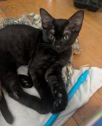 Enlarge Chocolate, a ADOPTABLE Domestic Medium Hair in Phoenix, AZ image 2/4