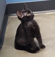 Enlarge Chocolate, a ADOPTABLE Domestic Medium Hair in Phoenix, AZ image 4/4