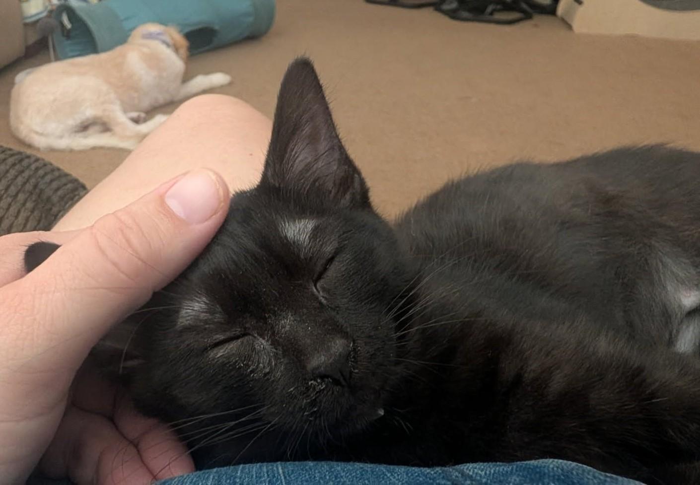 Enlarge Chocolate, a ADOPTABLE Domestic Medium Hair in Phoenix, AZ image 3/4