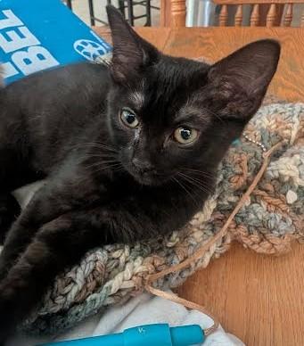 Enlarge Chocolate, a ADOPTABLE Domestic Medium Hair in Phoenix, AZ image 1/4