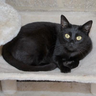 Mulan, Adoptable, Young Female American Shorthair.