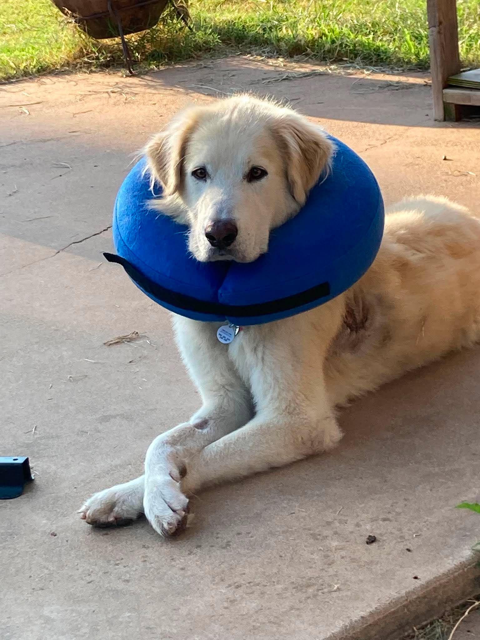 Oliver, Adoptable, Adult Male Great Pyrenees.