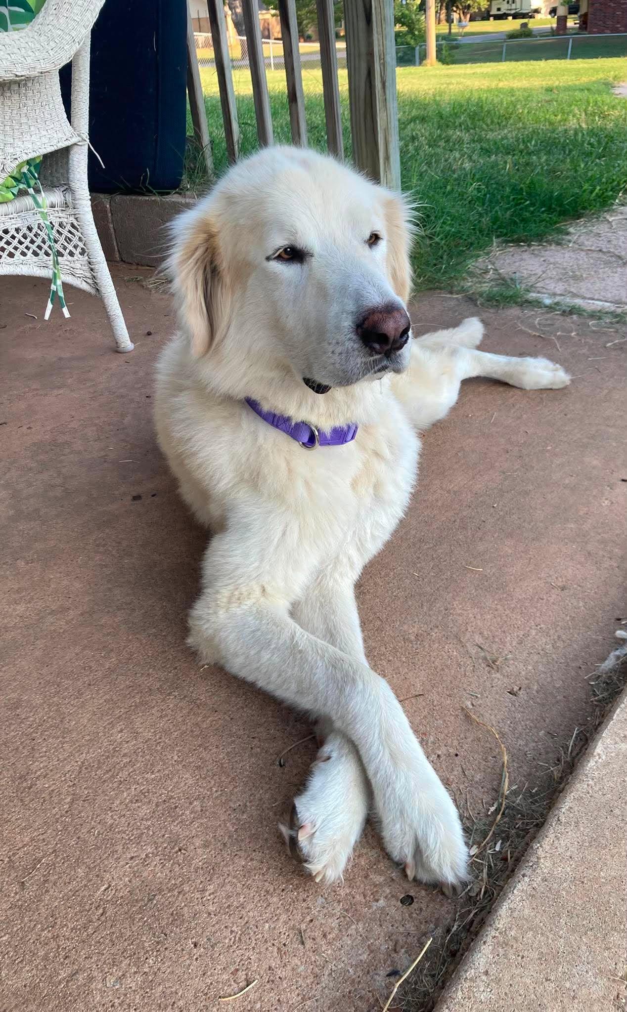Enlarge Oliver, a Adoptable mixed breed in Tulsa, OK image 5/6