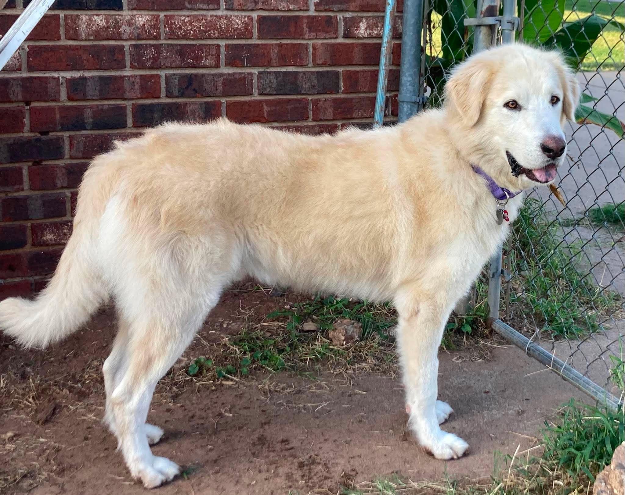 Enlarge Oliver, a Adoptable mixed breed in Tulsa, OK image 3/6