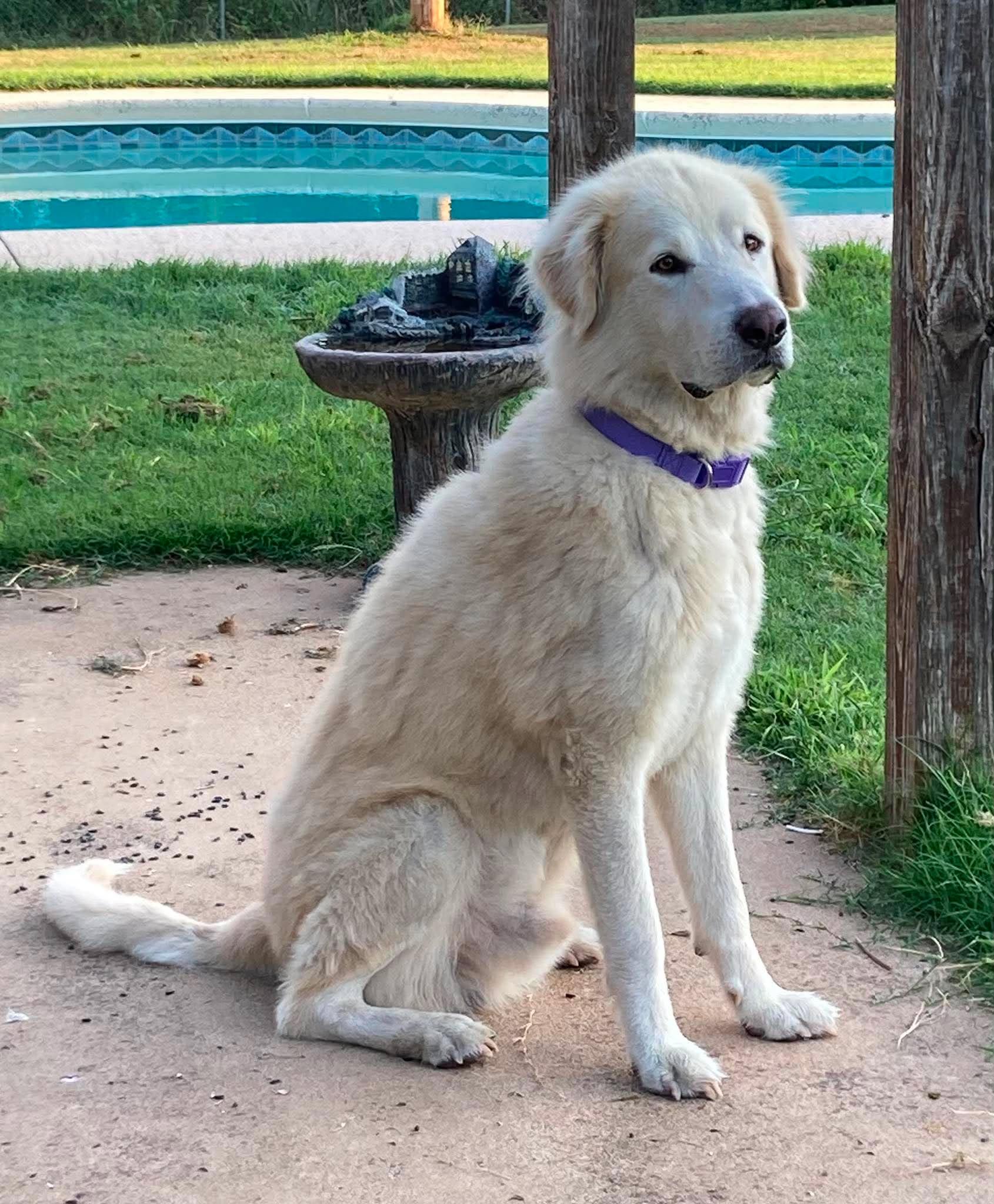 Enlarge Oliver, a Adoptable mixed breed in Tulsa, OK image 6/6