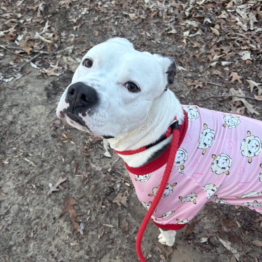 Butch, Adoptable, Adult Male Mixed Breed.