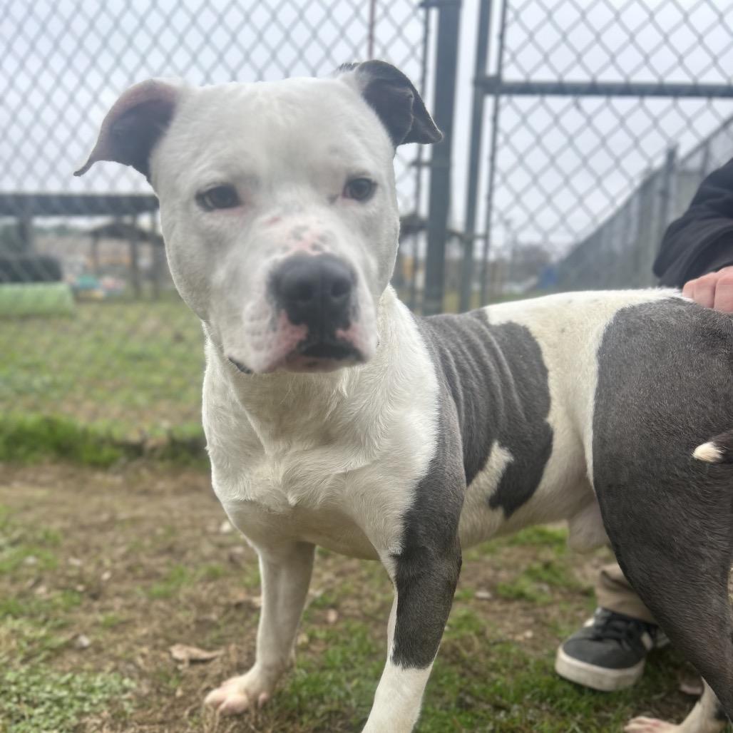 Enlarge Butch, a Adoptable Mixed Breed in Columbiana, AL image 3/6