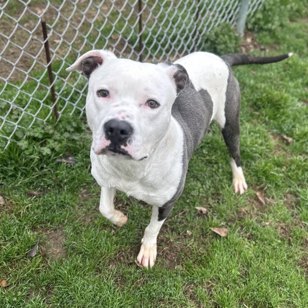 Enlarge Butch, a Adoptable Mixed Breed in Columbiana, AL image 4/6