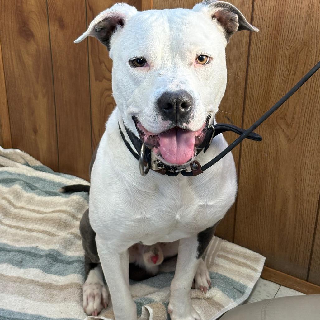 Enlarge Butch, a Adoptable Mixed Breed in Columbiana, AL image 5/6