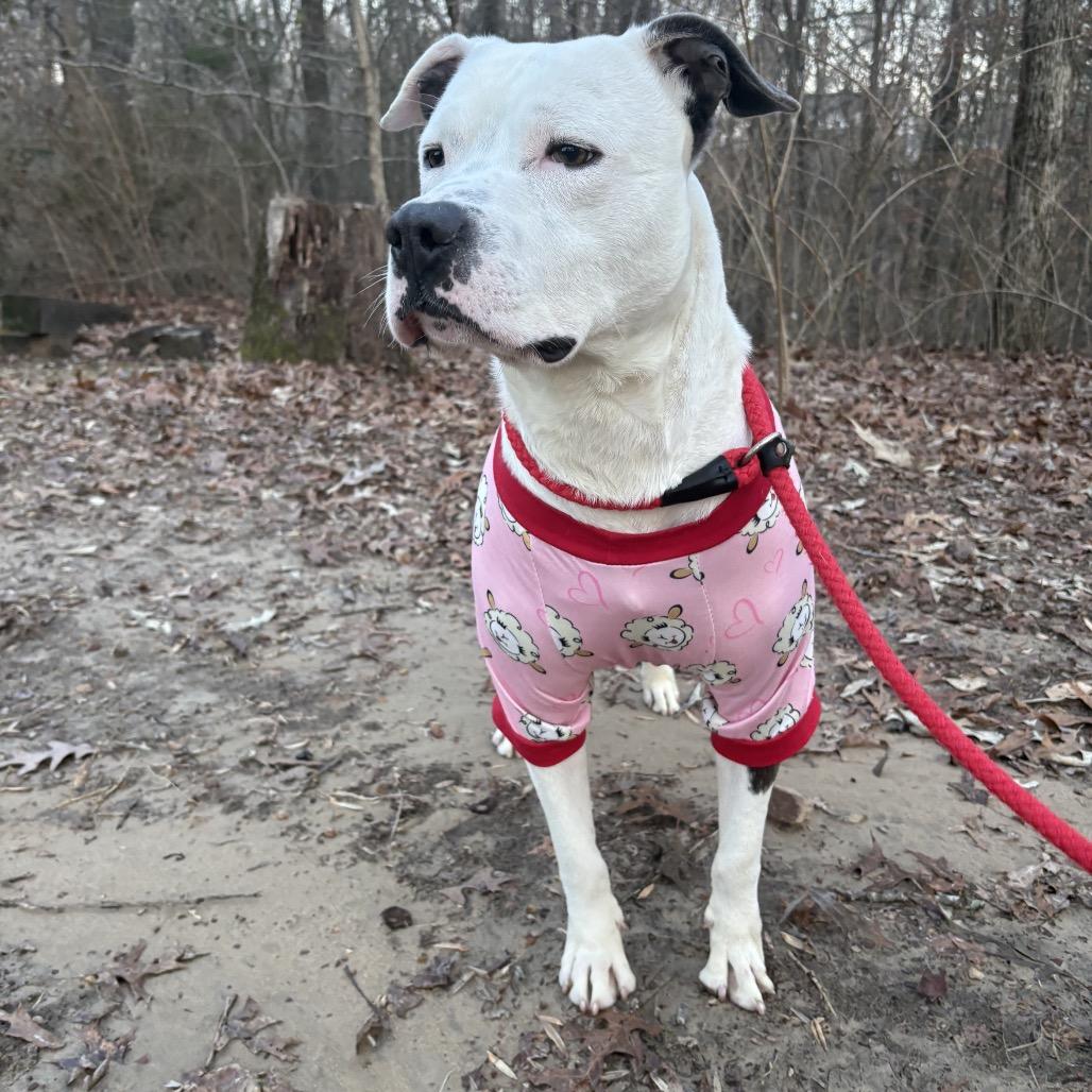 Enlarge Butch, a Adoptable Mixed Breed in Columbiana, AL image 6/6