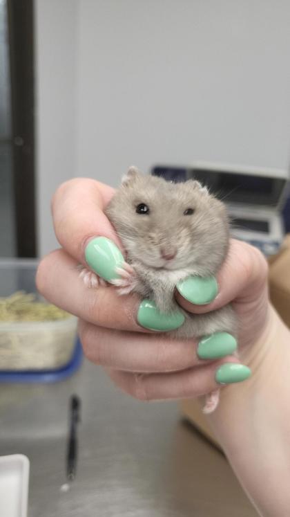 Cappy (5), Adoptable, Adult Female Hamster & Hamster.