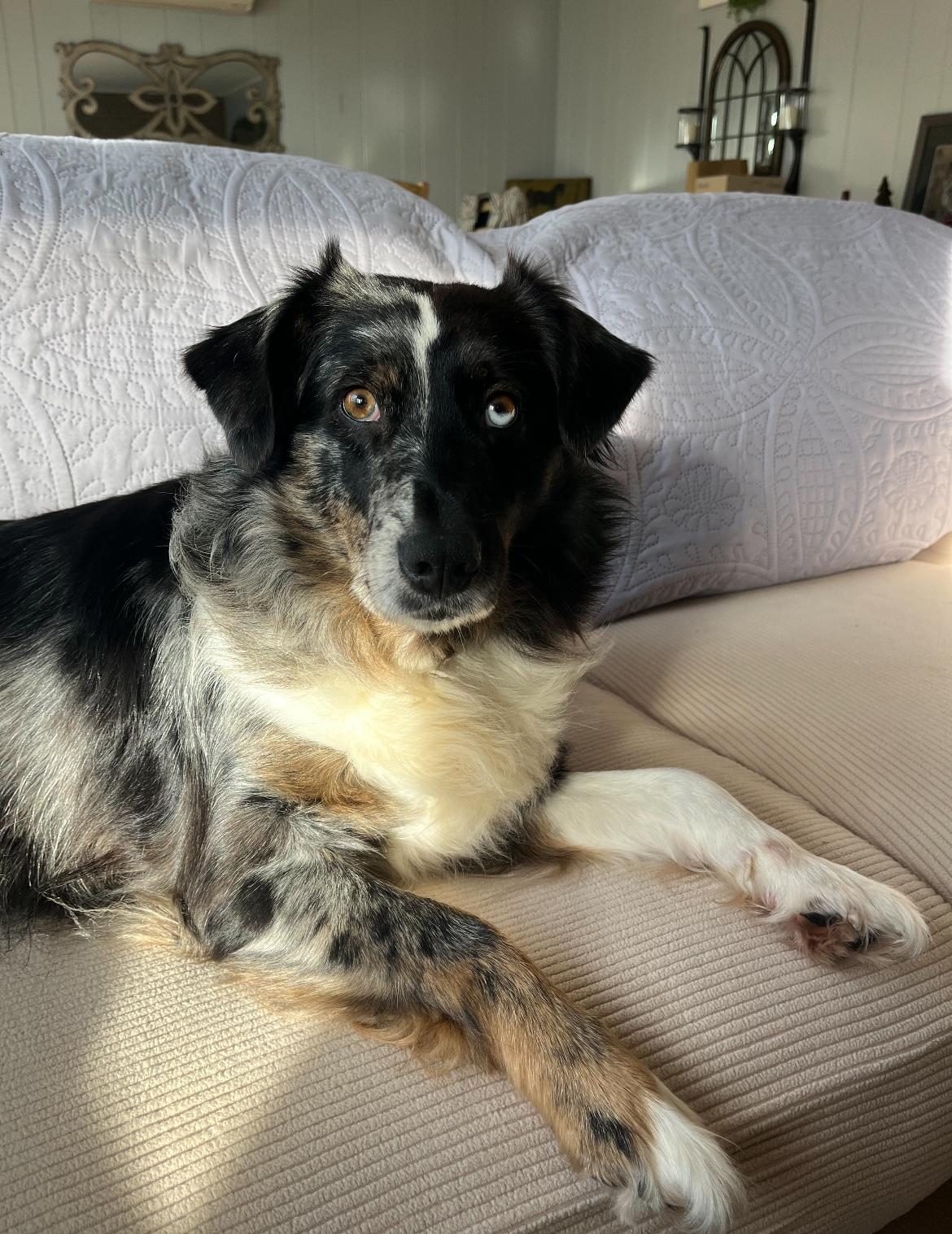 Doris, Adoptable, Adult Female Australian Shepherd.