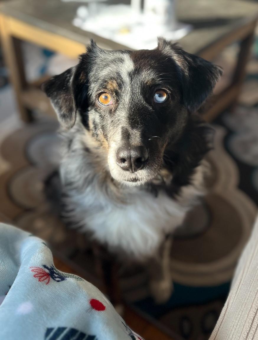 Doris, a Adoptable Australian Shepherd in West Falls, NY image 2/6