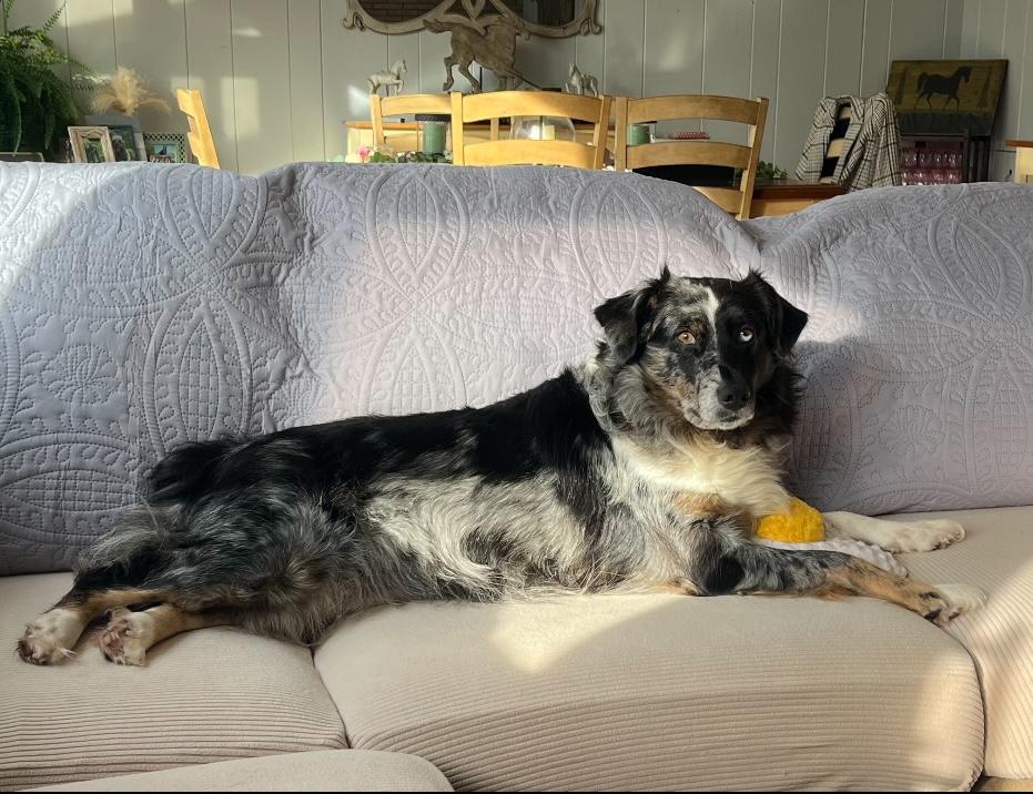 Doris, a Adoptable Australian Shepherd in West Falls, NY image 3/6