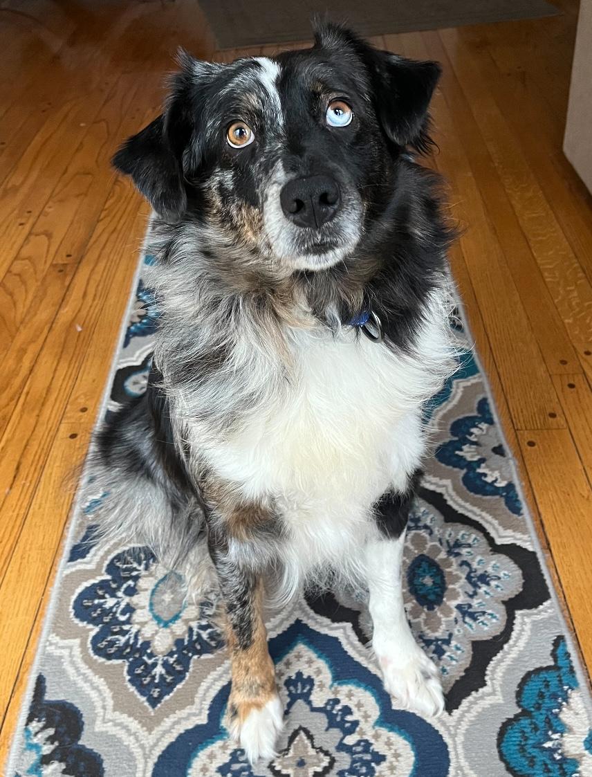 Doris, a Adoptable Australian Shepherd in West Falls, NY image 4/6