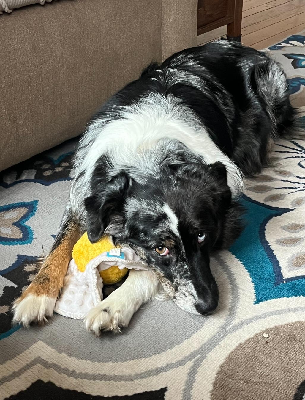 Doris, a Adoptable Australian Shepherd in West Falls, NY image 5/6