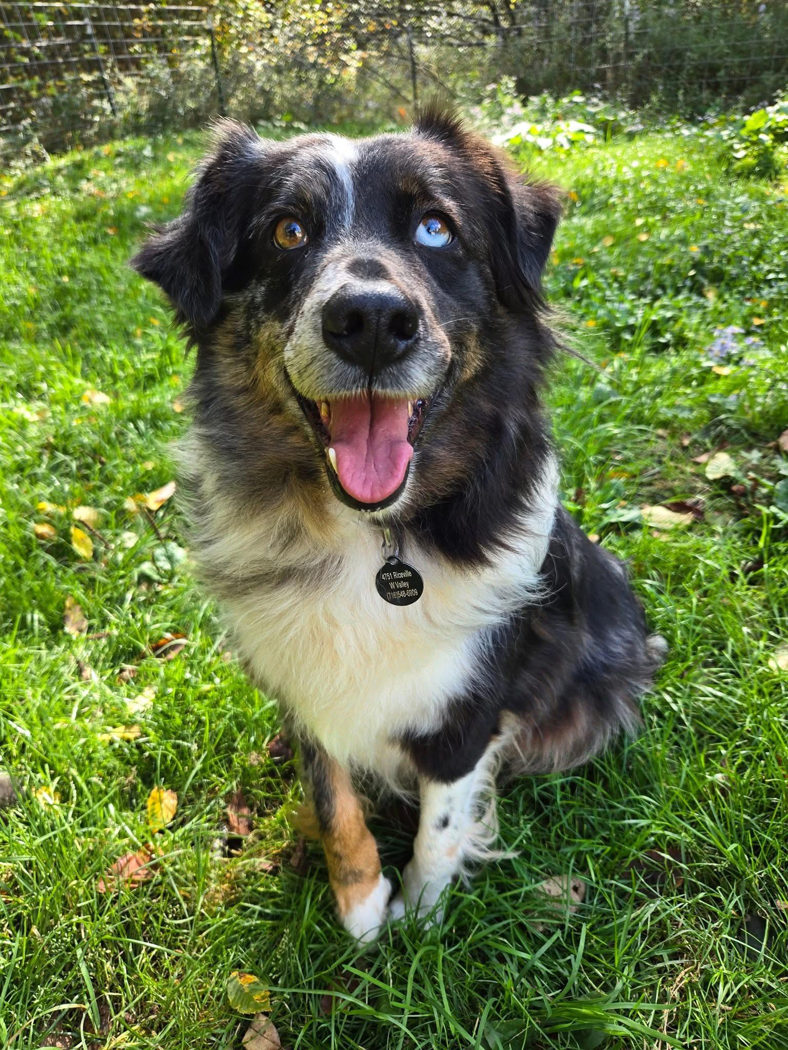 Doris, a Adoptable Australian Shepherd in West Falls, NY image 6/6
