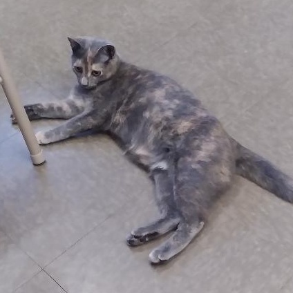 Enlarge Vixen, a Adopted Domestic Short Hair in Charlestown, NH image 2/6