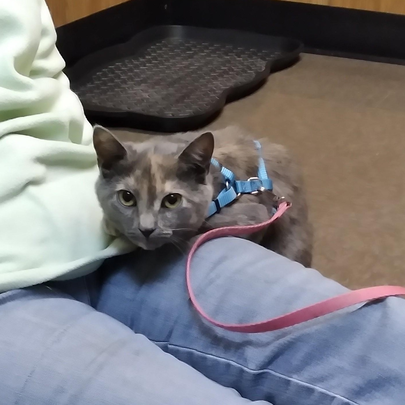 Enlarge Vixen, a Adoptable Domestic Short Hair in Charlestown, NH image 5/5