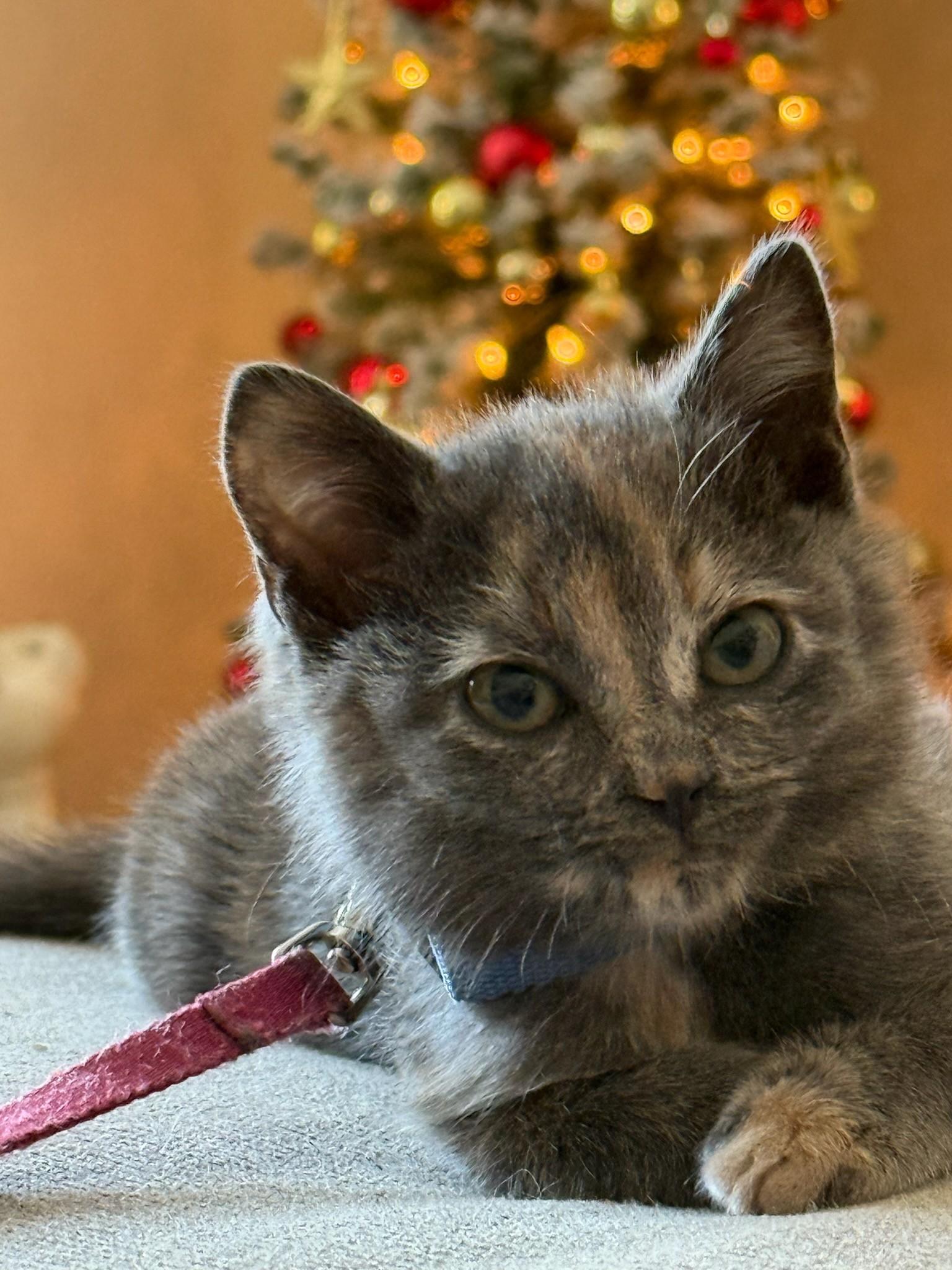 Enlarge Vixen, a Adoptable Domestic Short Hair in Charlestown, NH image 4/5