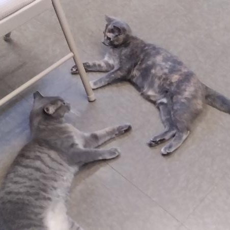 Enlarge Vixen, a Adopted Domestic Short Hair in Charlestown, NH image 6/6