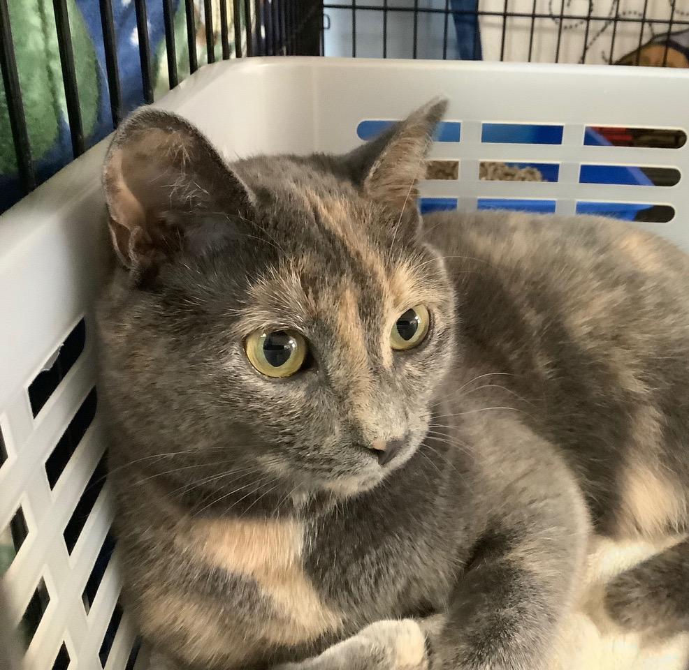 Vixen, Adopted, Young Female Domestic Short Hair.