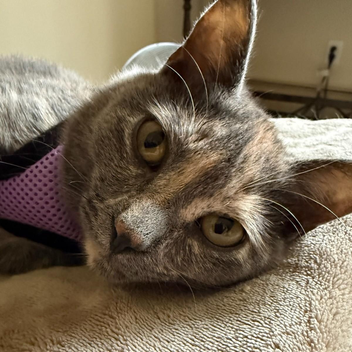 Enlarge Vixen, a Adoptable Domestic Short Hair in Charlestown, NH image 1/5