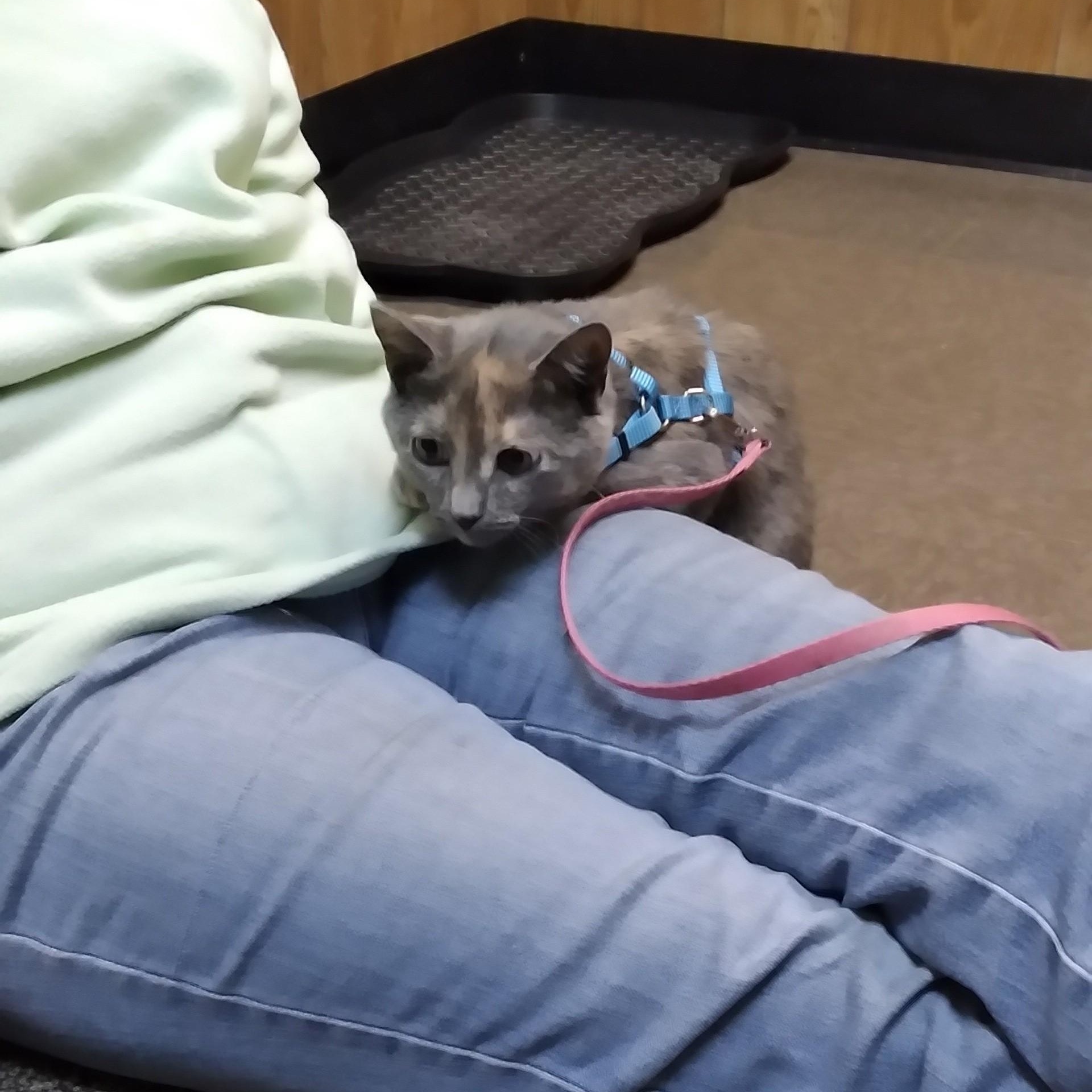 Enlarge Vixen, a Adoptable Domestic Short Hair in Charlestown, NH image 2/5