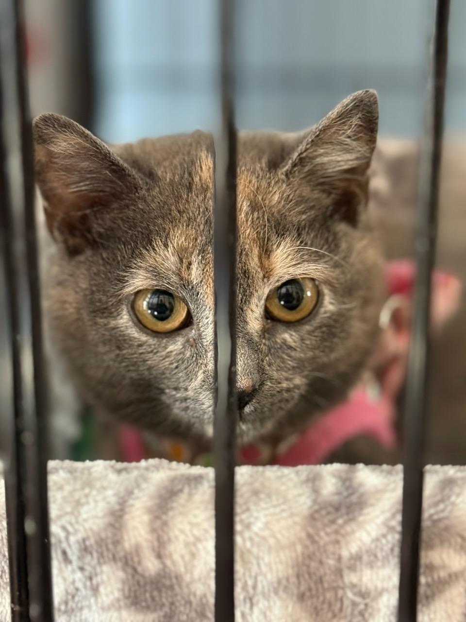 Enlarge Vixen, a Adoptable Domestic Short Hair in Charlestown, NH image 3/5