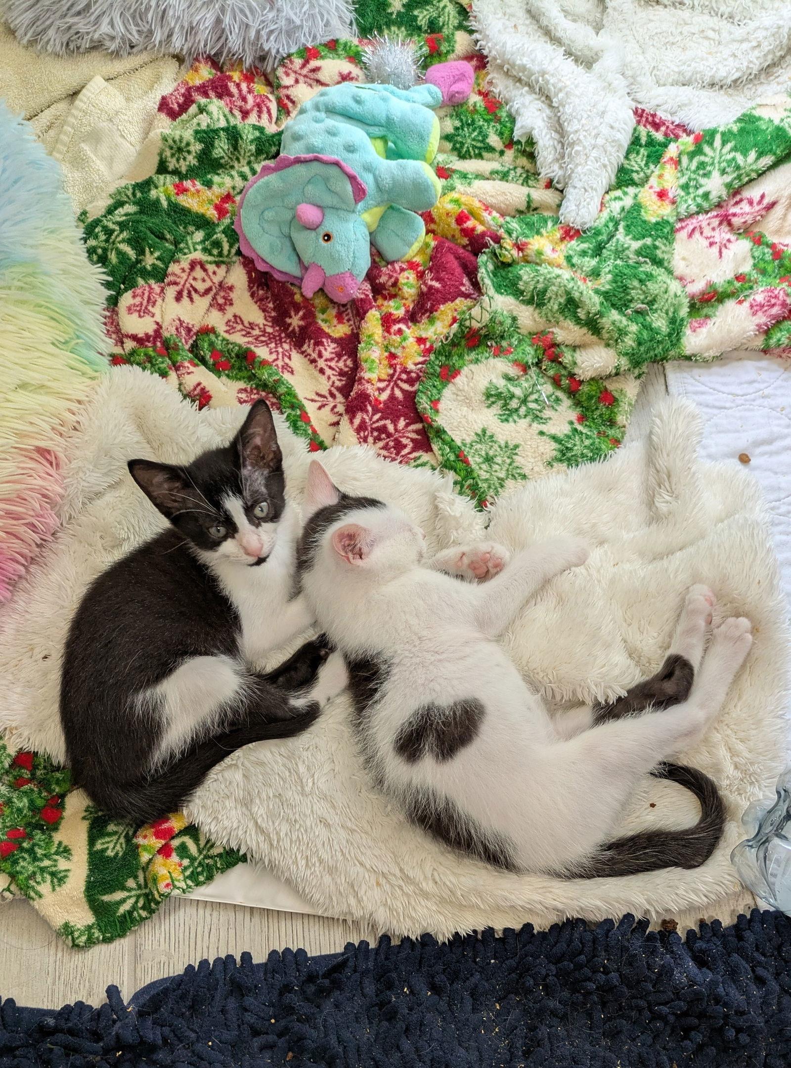 Minnie, Adoptable, Kitten Female Domestic Short Hair.