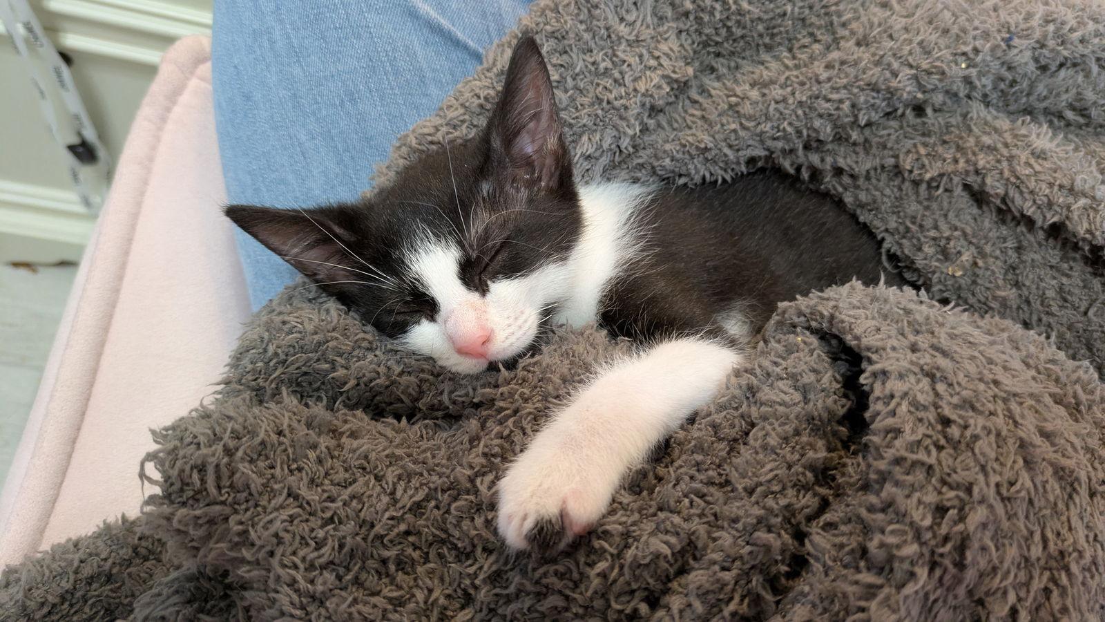 Enlarge Minnie, a Adoptable Domestic Short Hair in Orlando, FL image 2/3