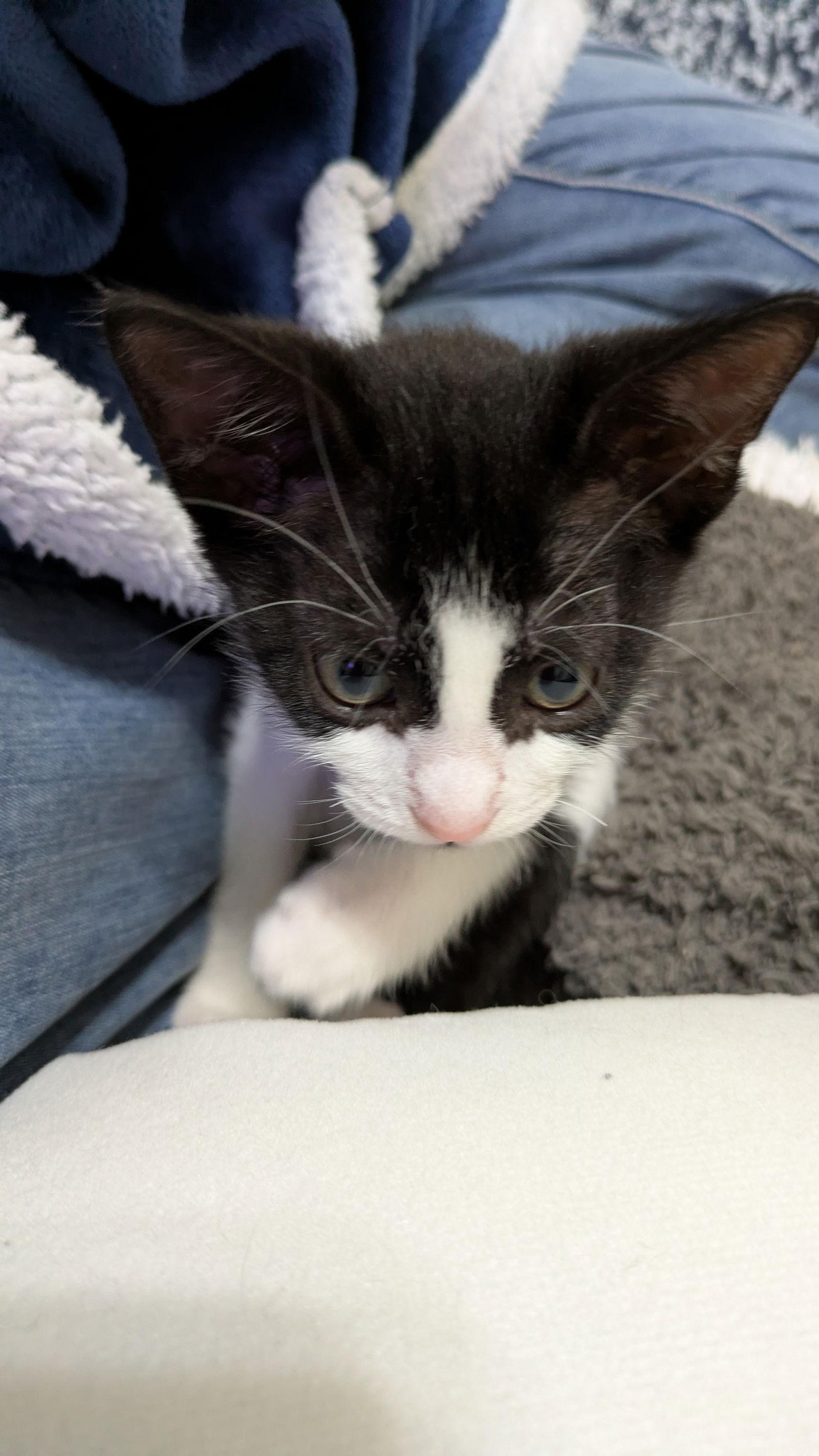 Enlarge Minnie, a Adoptable Domestic Short Hair in Orlando, FL image 3/3