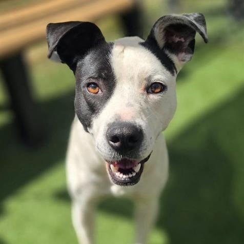 DEW DROP, Adoptable, Adult Female Mixed Breed.