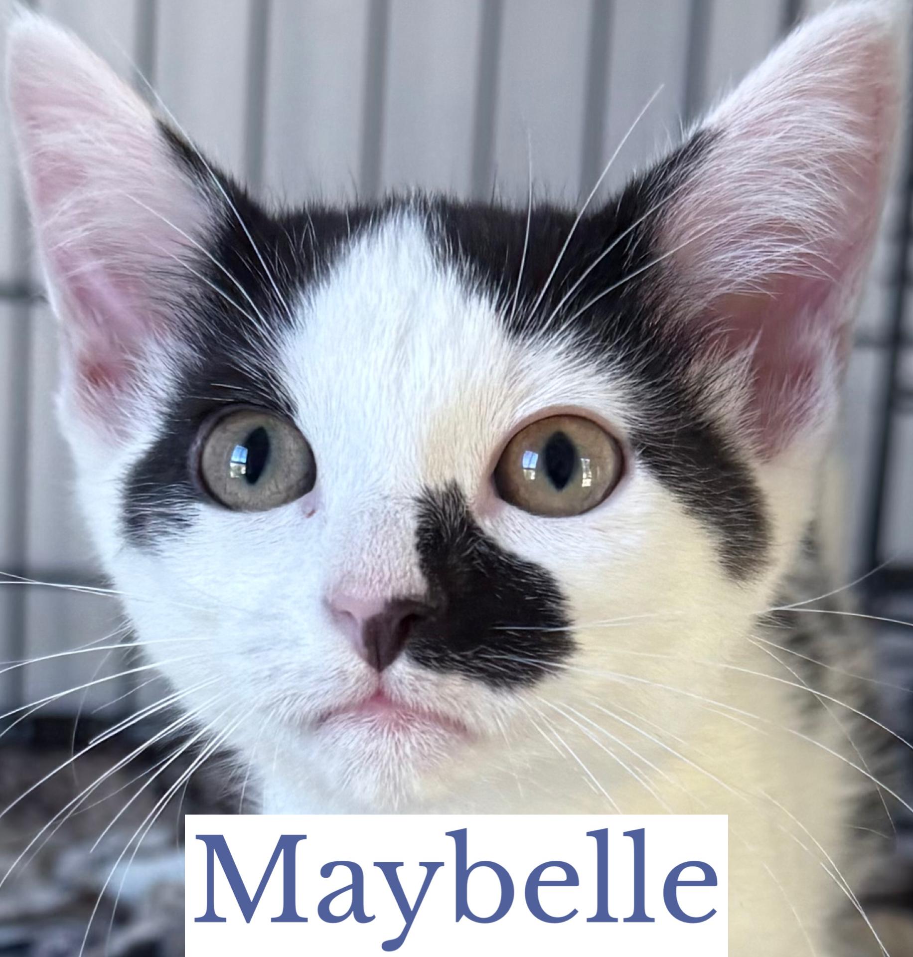 Maybelle